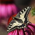 Didžiausias, rečiausias ir spalvingiausias Lietuvos drugelis
