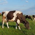 Neregėtas ūkininko žiaurumas: sergančią karvę kilometrą tempė traktoriumi