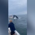 Netikėtai iš vandens išniręs banginis apvertė žvejybinį laivą