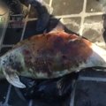 Netoli Meksikos krantų rasta subadyta jūrų kiaulė: pasaulyje jų likę yra vos 30
