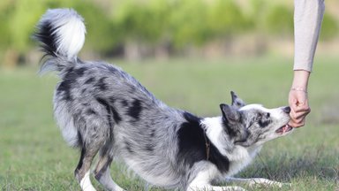 Kas šuniui svarbiau - paglostymas ar šeimininko pagyrimas