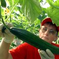Praktiniai patarimai, kaip auginti agurkus, kad sulauktume dvigubo derliaus