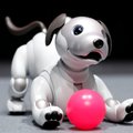 Šuo robotas gebės įtikti šeimininkams ir puikiai orientuosis aplinkoje