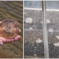 Ar žinote, kaip atsiranda medūzos? Lietuvos jūrų muziejaus specialistai pasakė, kaip jų užsiaugina patys