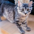 Kačių veisėja Milda: kurilų kačių uodegos unikalios, kaip pirštų antspaudai