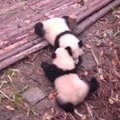 „Slaptas pandų gyvenimas" (V): dviejų pandų sesučių išdaigos