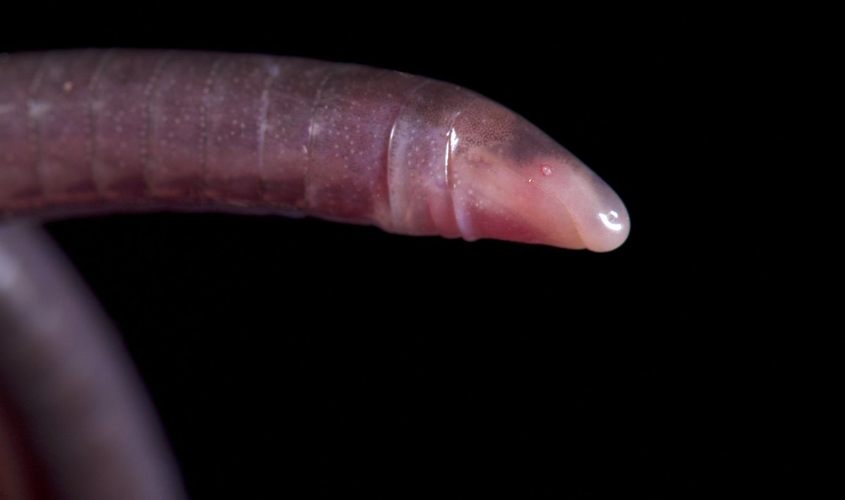 Nors šie padarai, pravadžiuojami „gyvatė–penis“, iš pažiūros ir panašūs į kirmėles, jie yra stuburiniai ir yra artimi salamandroms, bekojams driežams, gyvatėms ar varlėms,