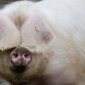 Swine fever outbreak recorded on Idavang's farm in Lithuania