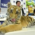 Tigrų manija Rusijoje – nuo Maskvos iki užgrobto Krymo