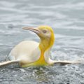Tikra retenybė: fotografas užfiksavo dar niekad nematytą geltoną pingviną