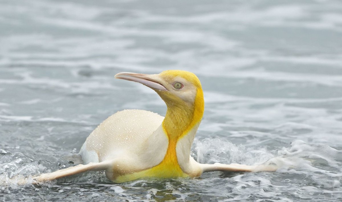 Geltonas pingvinas 