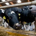 Modernus ir pelningas mažytis pieno ūkis – už paramos gavėjų sąrašų: laimi tie, kurie ūkininkauja atmestinai