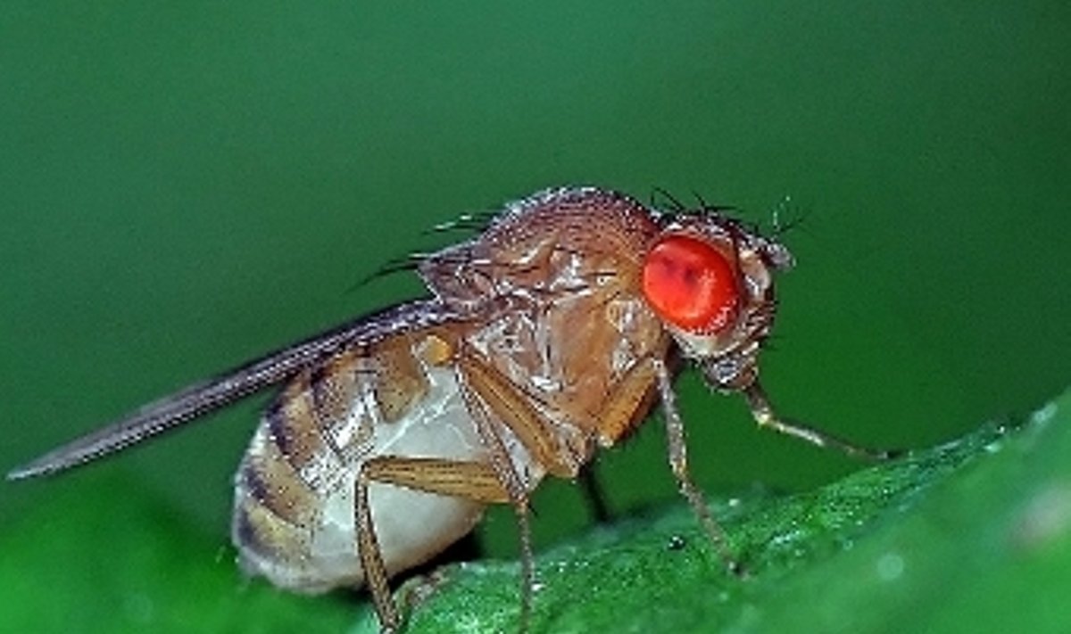 Drosophila immigrans. Фото Christophe Quintin