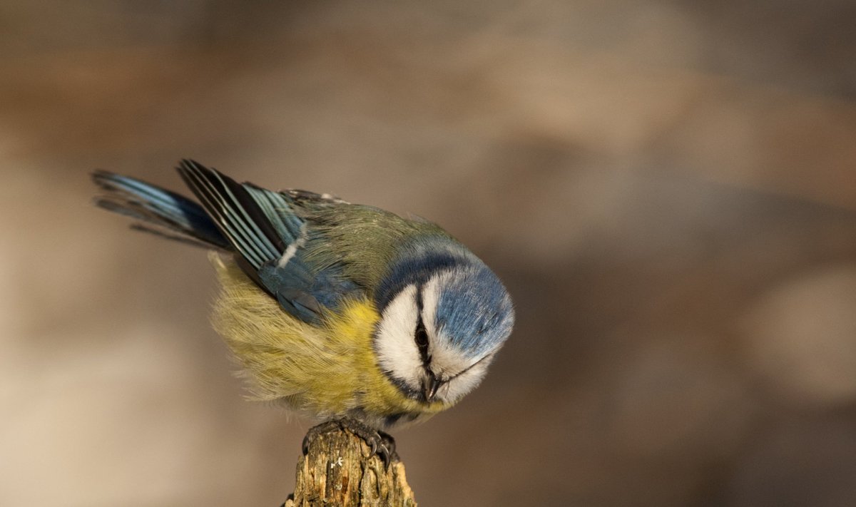 Mėlynoji zylė ryte papučia plunksneles  – saugo šilumą