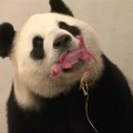 Kinijos paskolinta panda Belgijoje atsivedė jauniklį