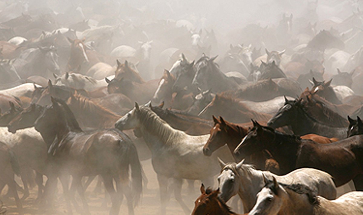 Raitelis gena šimtus laukinių arklių pietų Ispanijoje. 