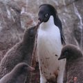 Mokslininkai tikrino, kokį poveikį klimato kaita daro pingvinų populiacijoms Antarktidoje