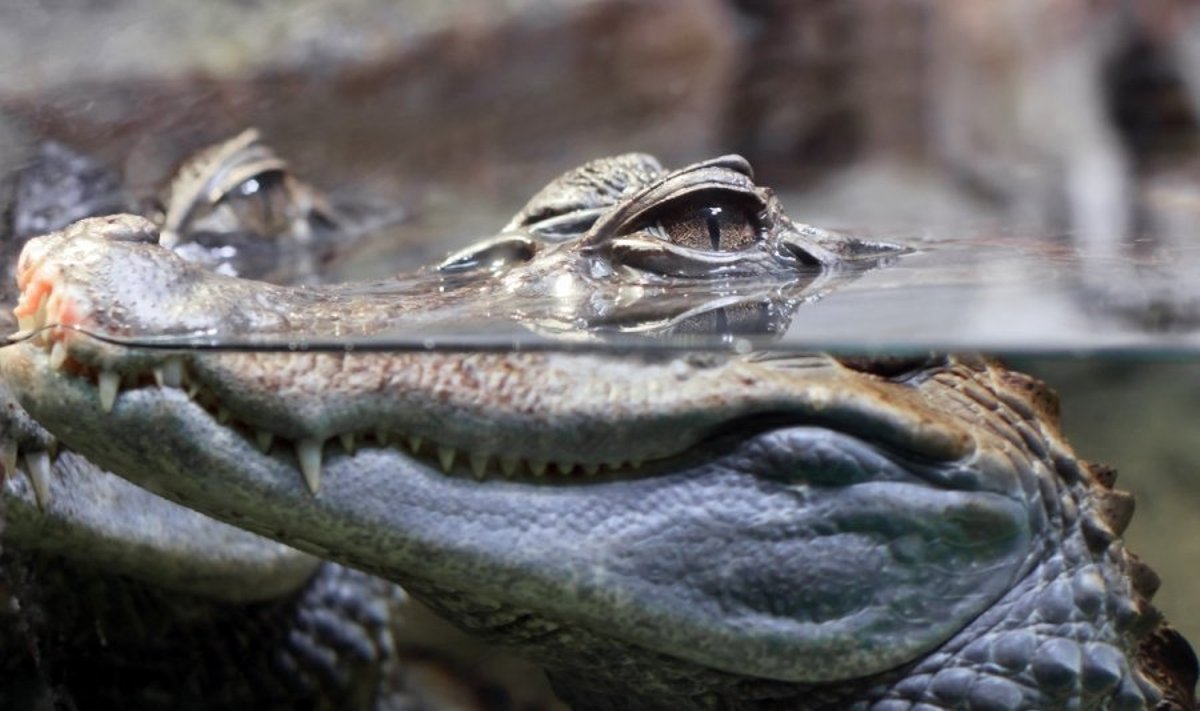 Krokodilas neskirtas žmogaus batams gaminti, tačiau jų gamyba su tam tikrais leidimais nėra draudžiama