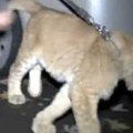Rusijos kaimo vaikai į mokyklą atsivedė liūto jauniklį