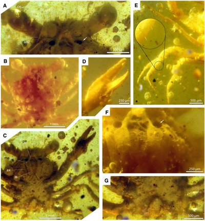 100 mln. amžiaus krabas. Javier Luque/ Lida Xing /Elizabeth Clark/Xiao Jia (Longyin Amber Museum) nuotr.
