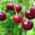 Vyšnių magija: natūralus vaistas nuo nemigos