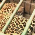 Indijoje leopardas sužalojo 4 žmones