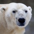 Baltųjų lokių populiacijai gresia rimtas pavojus