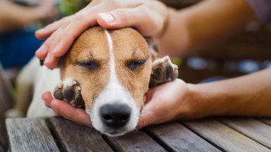 Pavojinga liga šunį užkrėtusią erkę vos pavyko rasti: veterinarė perspėjo, ko reikėtų ypač pasisaugoti