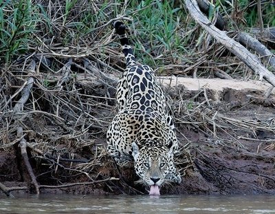 Pantanalyje gyvena patys didžiausi jaguarai