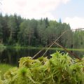 Kamanų rezervate - lietuviški bonsai, anglinės lydekos ir ešeriai