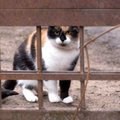 Gamtininkas: naminės katės naikina natūralias ekosistemas