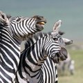 Mokslininkai rado atsakymą, kodėl zebrai dryžuoti