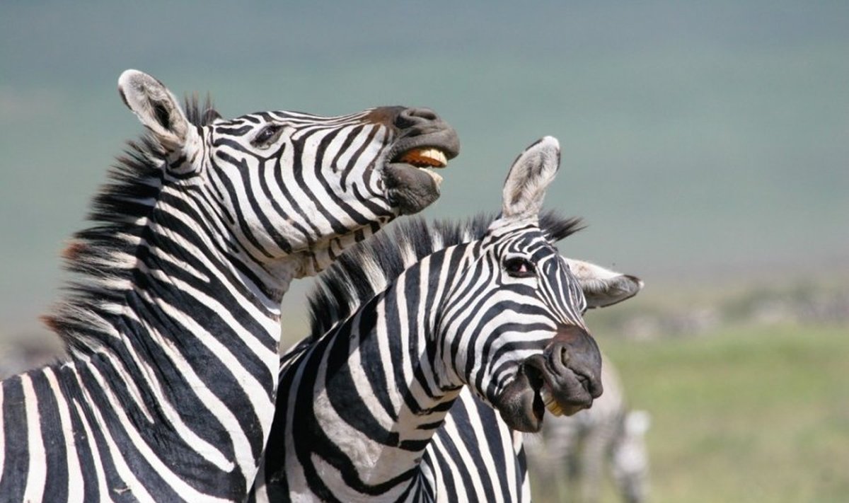 Zebrai, Ngorongoro krateris