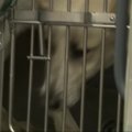 Sočyje išgelbėti benamiai šunys įsikūrė Vašingtone