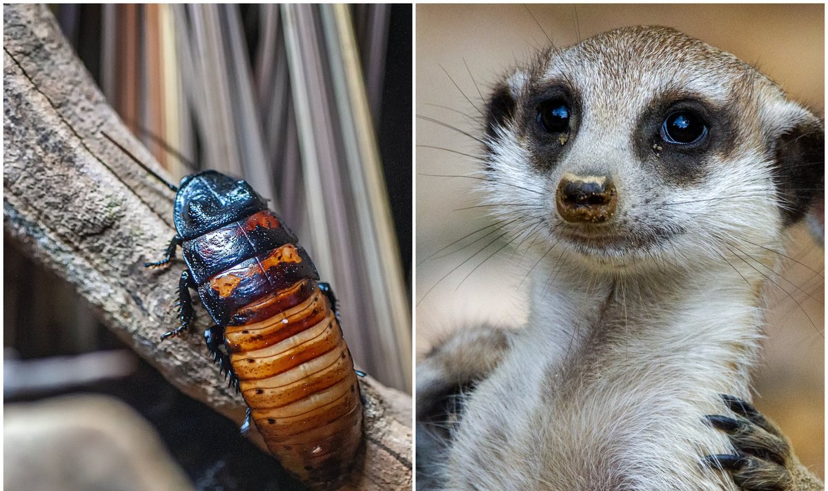 Kviečia tarakonus pavadinti buvusiojo vardu Zoologijos sodo nuotr.