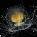 Amžinas gyvenimas: medūza įminė nemirtingumo paslaptį