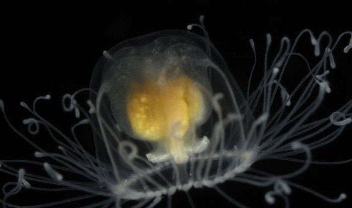 Turritopsis nutricula medūza / Alvaro E. Migotto nuotr. (CC-BY-NC-SA)
