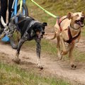 Pakaunėje – įspūdingos šunų kinkinių lenktynės