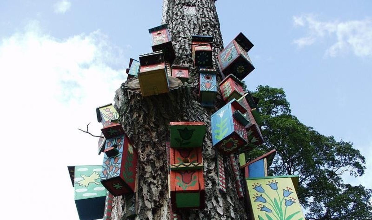 Verkių regioniniame parke stūkso medis, kuriame iškelta gausybė inkilų