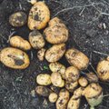 В Литве копают первую картошку – всем ли она будет по карману