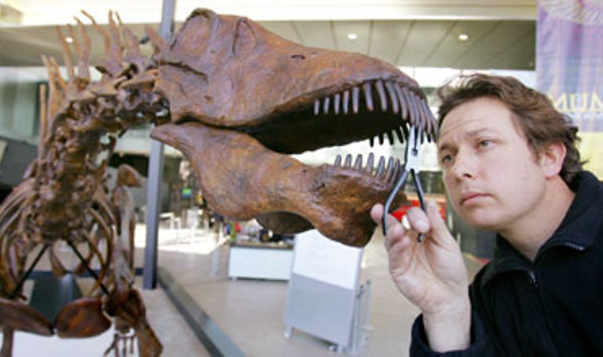 Melburno muziejaus darbuotojas apžiūrinėja eksponuojamo dinozauro dantis. 