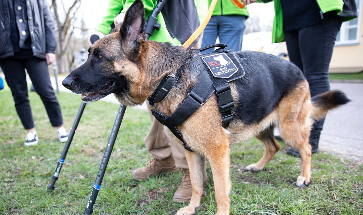 Pasaulio Guinnesso rekordininkės Ajanos Lolat-Pažarauskienės šuo asistentas Mulan