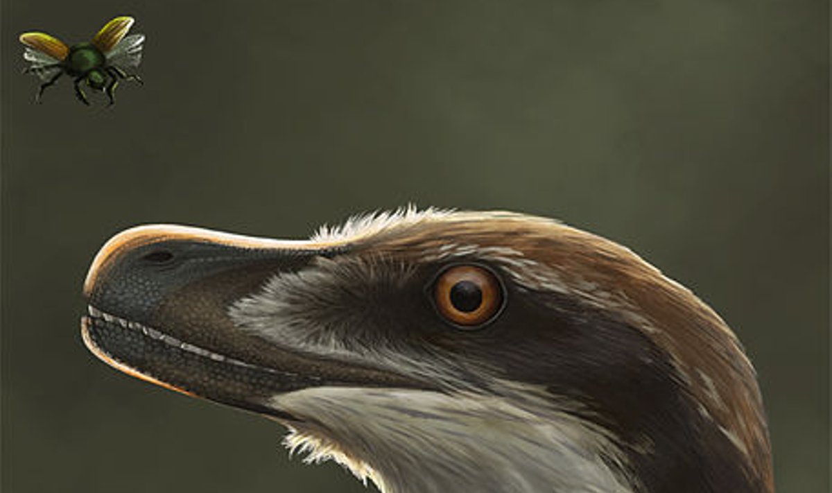 Acheroraptor temertyorum