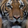 Koronavirusas fiksuotas ir zoologijos sode: užsikrėtė tigrė