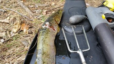 Neleistinu žvejybos įrankiu sugauta lydeka