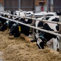В Литве продолжает расти закупочная цена на молоко
