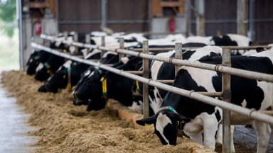 В Литве продолжает расти закупочная цена на молоко