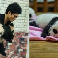 Moteris neabejinga pandų jaunikliams: tik pažiūrėkite, kokie jie mieli