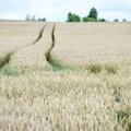 Закономерное вымирание села в Литве: больше половины земель в руках у крупных землевладельцев