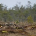 Rokiškio rajone per savaitę vilkai išpjovė devynias avis